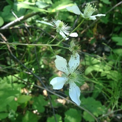 Rubus setosus