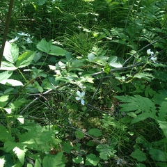 Rubus setosus