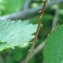 Rubus setosus