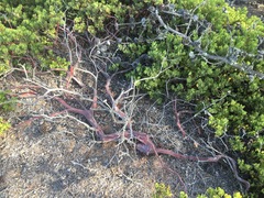 Arctostaphylos insularis
