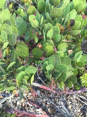 Arctostaphylos insularis