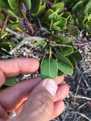 Arctostaphylos insularis