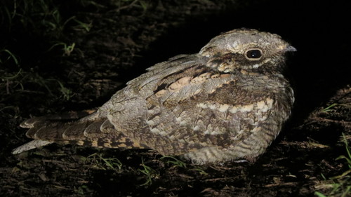 Chotacabras europeo (Caprimulgus europaeus)