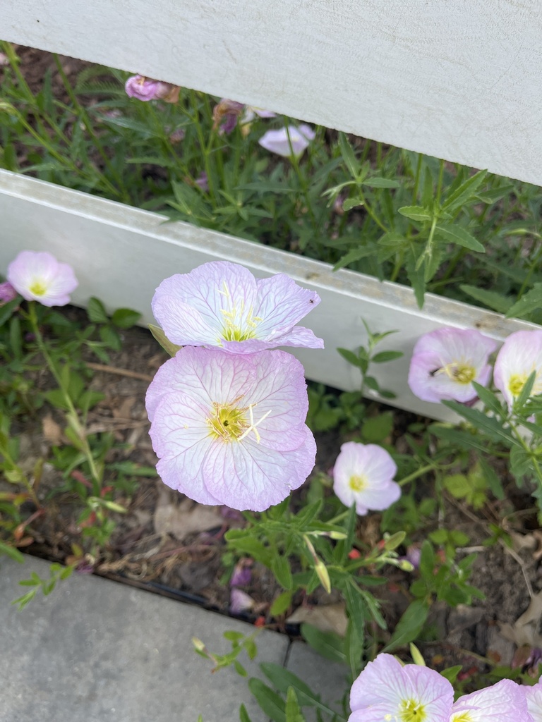 Pinkladies from Glen Gary Dr, Havertown, PA, US on May 26, 2023 at 05