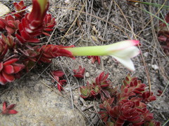 Crassula obtusa