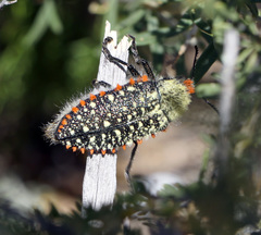 Julodis cirrosa