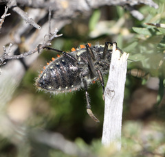 Julodis cirrosa