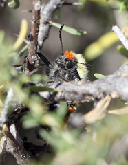 Julodis cirrosa