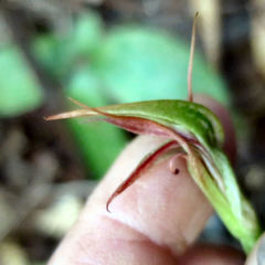 Pterostylis irsoniana
