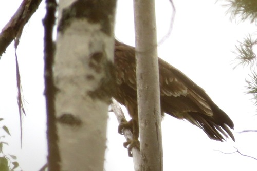 Águila moteada (Clanga clanga)