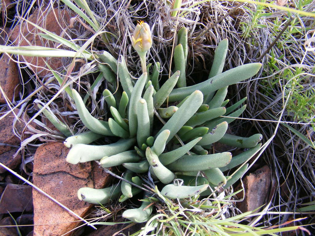Griqualand nightfig