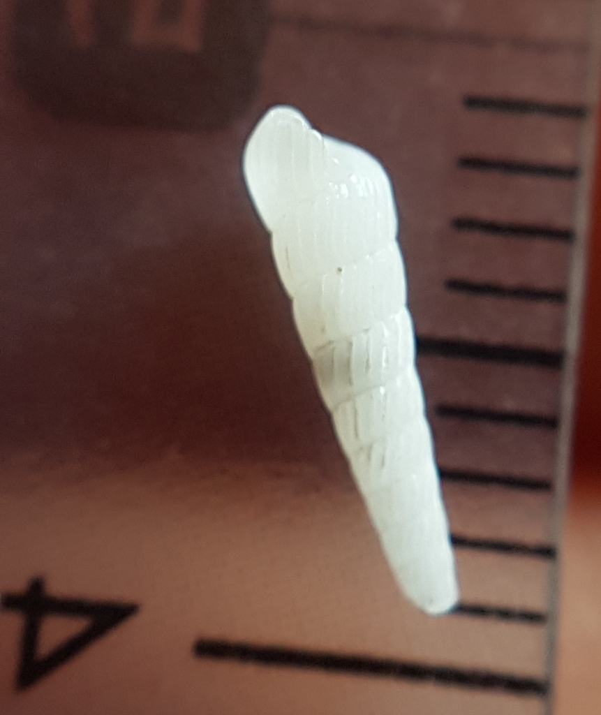 pointed pyramidsnail