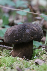 Porphyrellus
