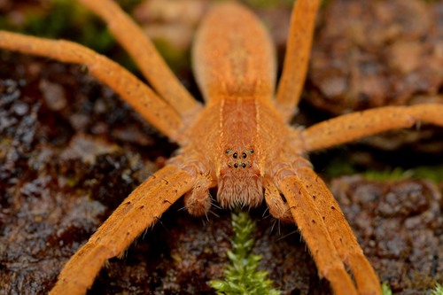American Nursery Web Spider, photo 5 of 10