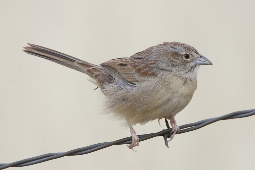 Botteri's Sparrow