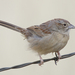 Botteri's Sparrow - Photo (c) pkondrashov, some rights reserved (CC BY-NC)