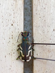 Cicindela bellissima