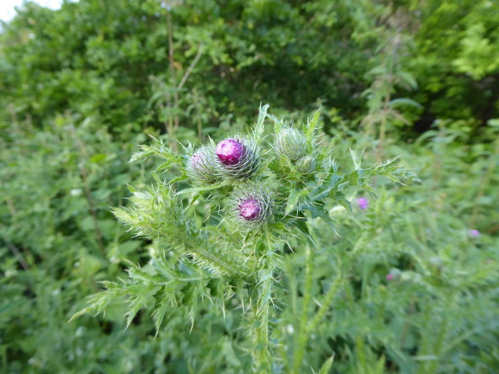 Broad-winged × Welted Thistle