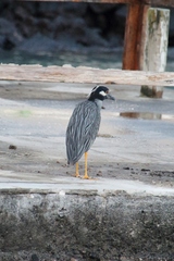 Nyctanassa violacea pauper