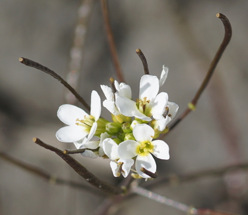 Alpine Rock Cress
