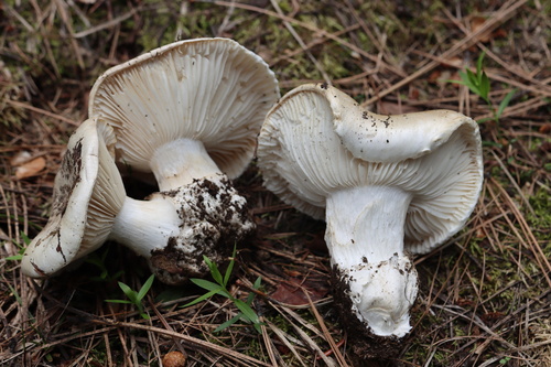 Hygrophorus subalpinus