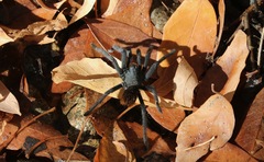 Aphonopelma madera