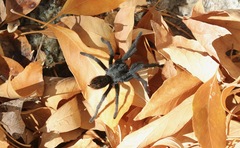 Aphonopelma madera