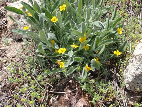 Image of Viola tomentosa by no rights reserved
