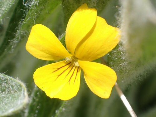 Image of Viola tomentosa by no rights reserved