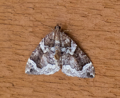 Eulithis xylina