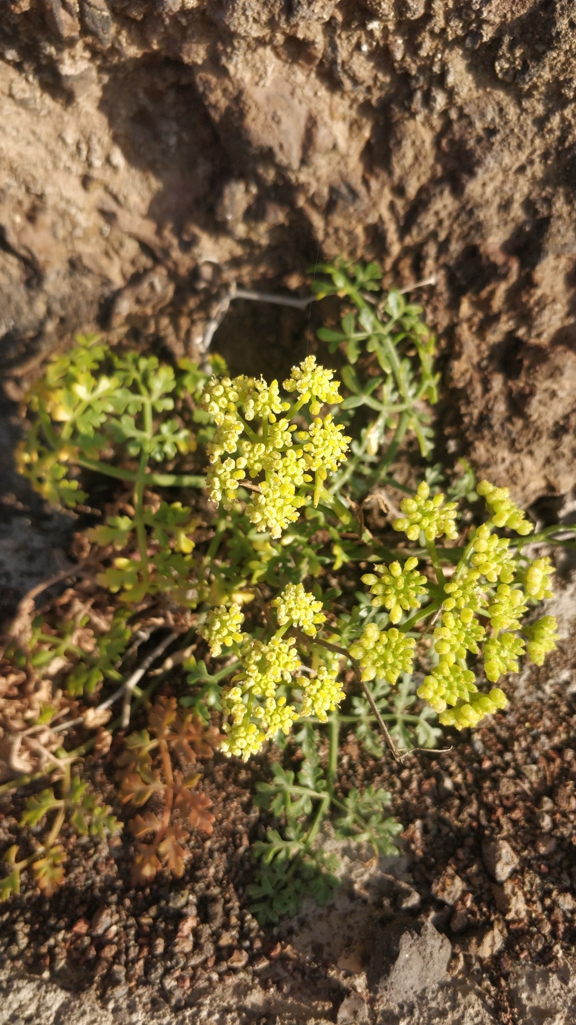 Rutheopsis tortuosa