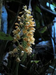 Calanthe formosana
