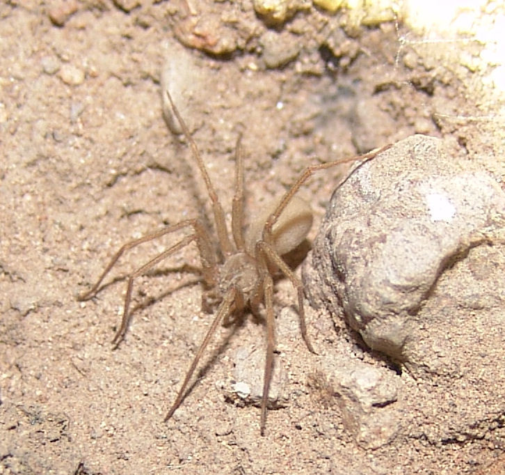 Apache recluse