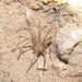 Apache Recluse - Photo (c) Gordon C. Snelling, some rights reserved (CC BY), uploaded by Gordon C. Snelling