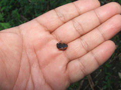 Labidomera suturella