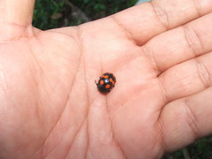 Labidomera suturella