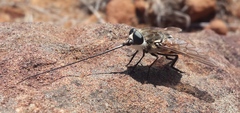 Philoliche rostrata