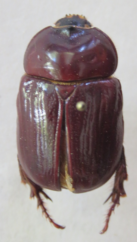 Bothynus striatellus