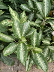 Aglaonema modestum