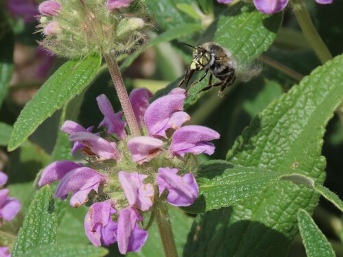 Anthophore agame