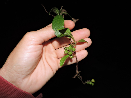 Davilla rugosa (Davilla rugosa)