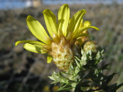 Arrowsmithia styphelioides