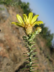 Arrowsmithia styphelioides