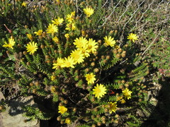 Arrowsmithia styphelioides