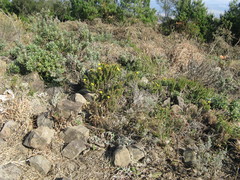 Arrowsmithia styphelioides