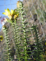 Arrowsmithia styphelioides