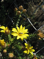 Arrowsmithia styphelioides