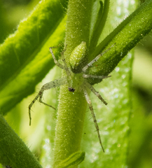 Peucetia virescens