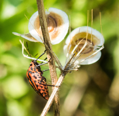 Graphosoma