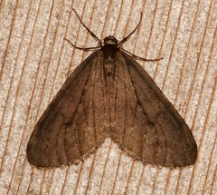 Operophtera occidentalis